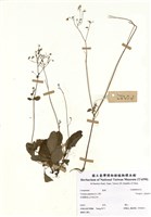 藏品(Youngia japonica (L.) DC.)的圖片
